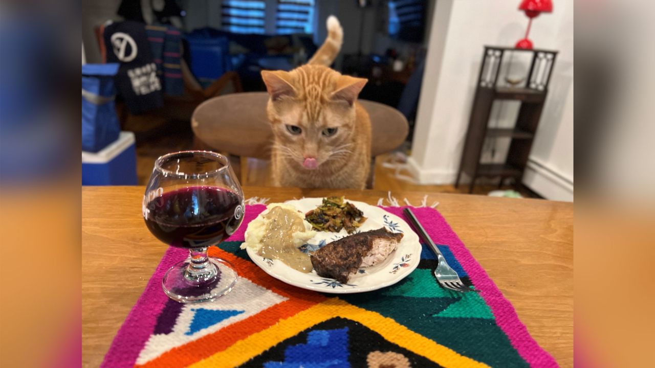 Smells the Cat enjoyed Thanksgiving at home in Brooklyn after TSA agents rescued him from a checked bag at John F. Kennedy International Airport. The animal snuck into a suitcase in an apparent attempt to fly to Orlando.