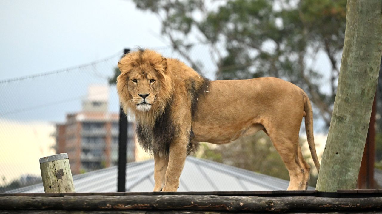 Ato joined his four cubs Luzuko, Zuri, Khari and Malika on their great escape from their enclosure.