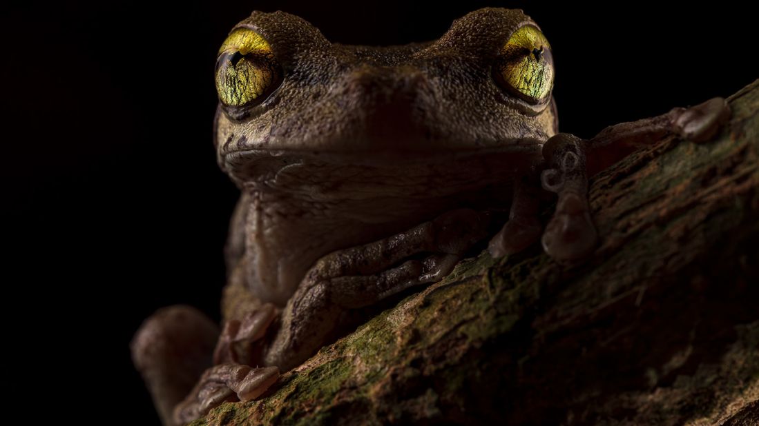A portrait of a Helena's tree frog, found in the Peruvian rainforest of Tambopata, was captured by photographer Roberto Garcia Roa.