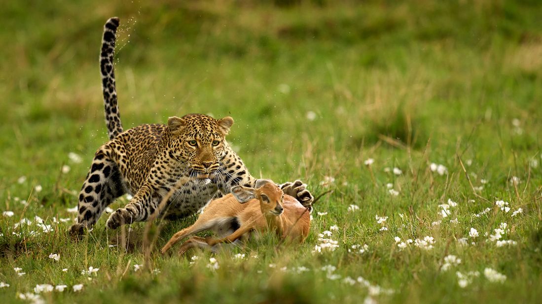 This image, captured by Peter Hudson, depicts a steenbok's last futile attempt not to become prey, while a mother leopard is determined to feed her cub, in Kenya's Maasai Mara National Reserve.