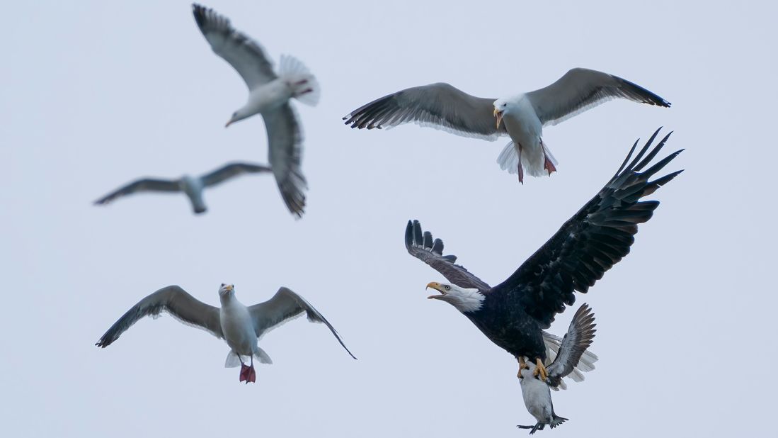 Sam Eberhard photographed the chaos of a bald eagle and its prey attempting to avoid the western gulls circling above, taken in Oregon.