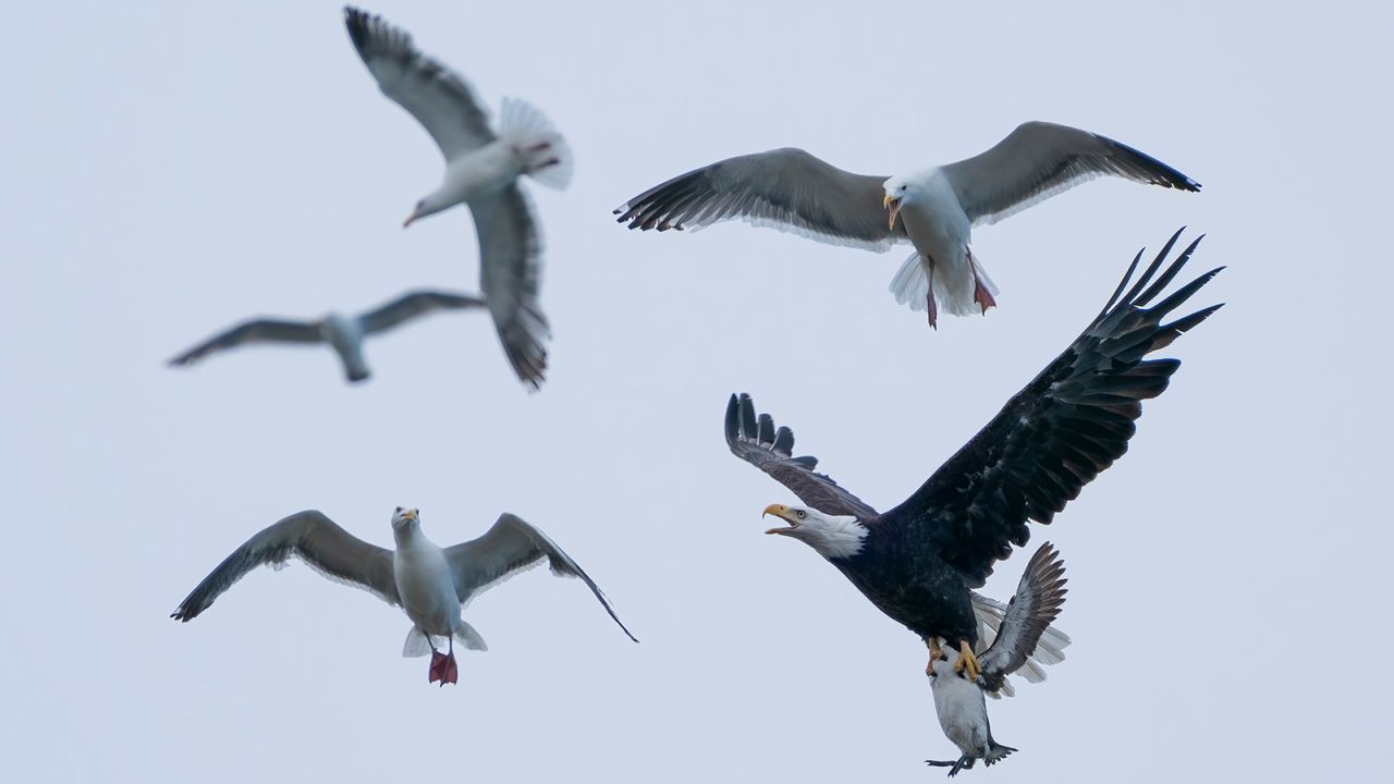 Sam Eberhard photographed the chaos of a bald eagle and its prey attempting to avoid the western gulls circling above, taken in Oregon.
