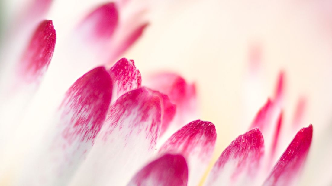 This common daisy's bright pink petal tips turn to white closer to the stem, where they fade into the soft white glow of this highly magnified photo by Mathew Rees, taken in the United Kingdom.