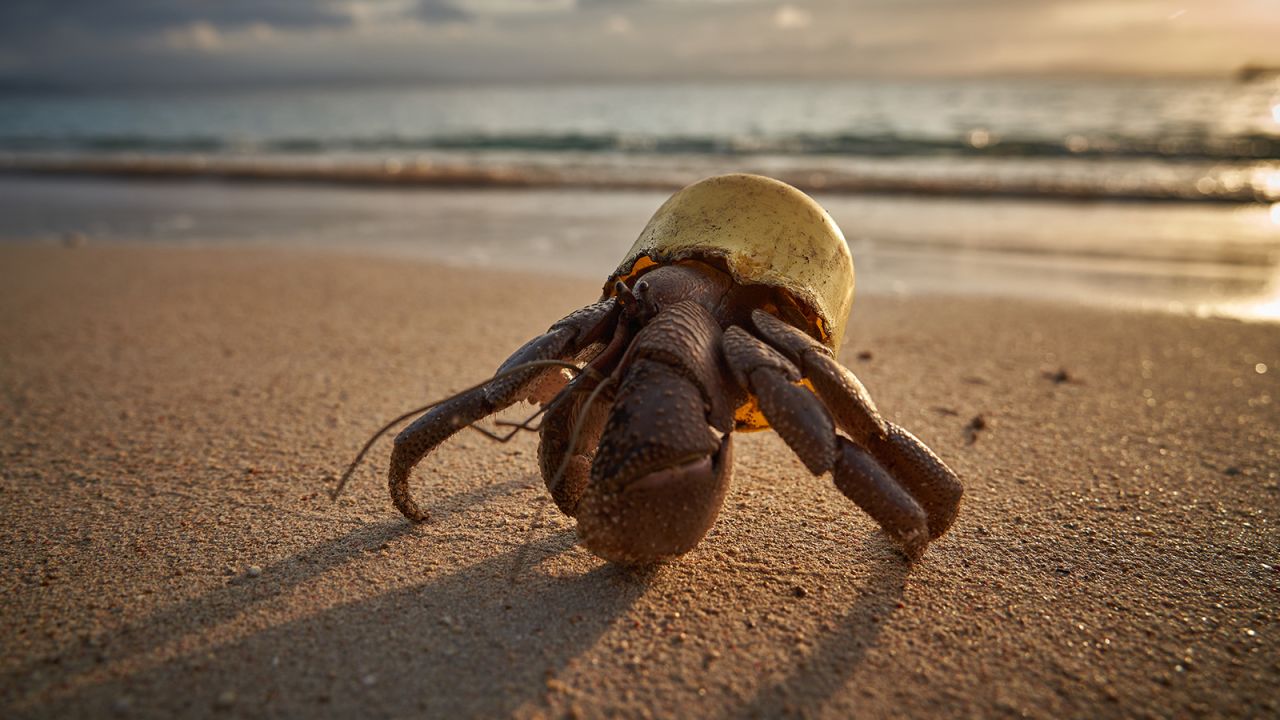 A terrestrial hermit crab with its new home, a faded plastic bottle cap, explores a postcard-perfect beach scene in Indonesia, captured by Andreas Eich.