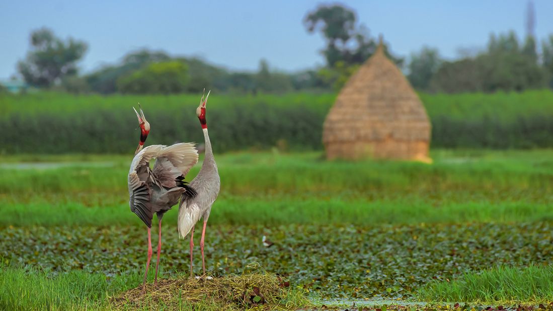Mid-courtship dance, two sarus cranes reach for the skies, with the home they share visible in the background in India. Photographed by Subhashis Halder.