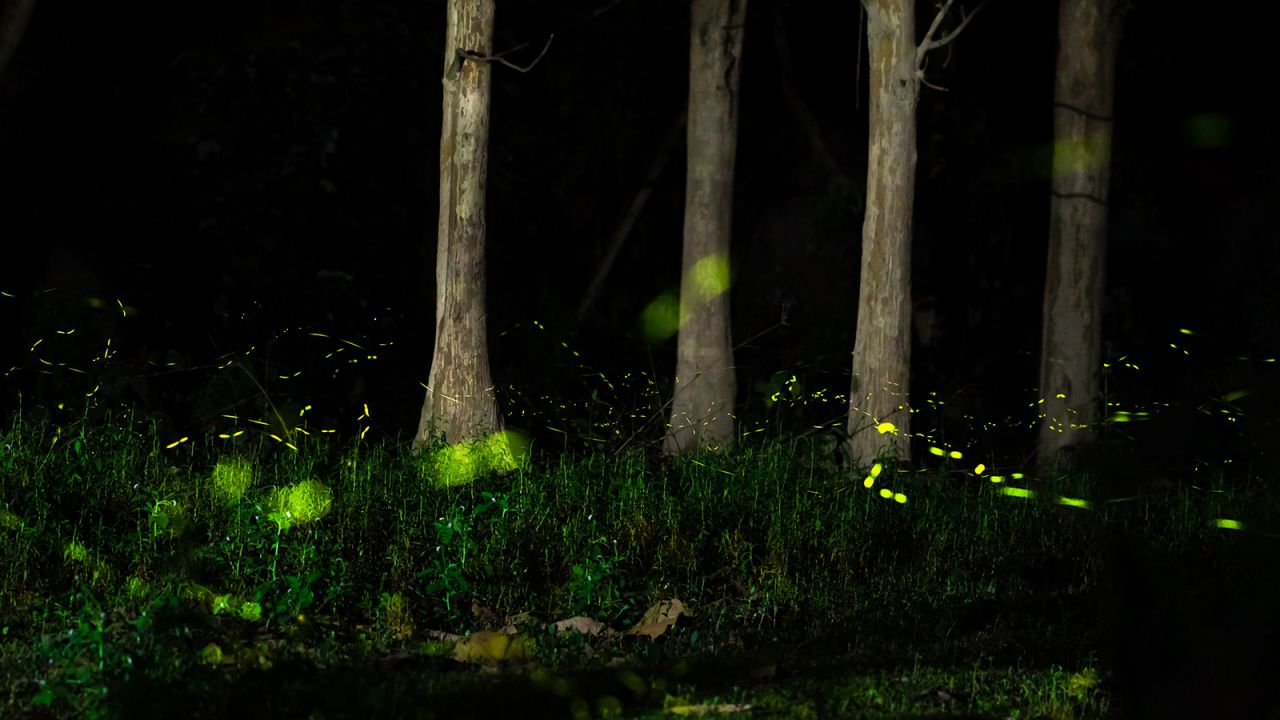 The glowing green lights created by a swarm of fireflies shines bright against the deep green grass of a forest floor in India. Image captured by Naitik Patel.