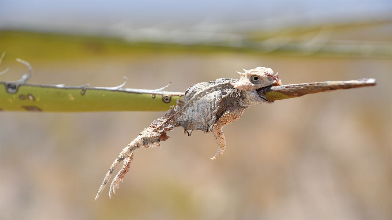 Photographer Jennifer Holguin captured this image of a round-tailed horned lizard impaled by a yucca stalk in the Chihuahuan Desert in the southwestern United States.