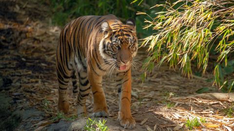 Paw prints made by 4-year-old Sumatran tiger Rakan at the San Diego Zoo help researcher Mrinalini Watsa develop a cost-effective technique to detect tiger DNA in soil.