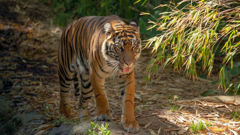 DNA analysis of soil from paw prints could help save Sumatra’s tigers | CNN