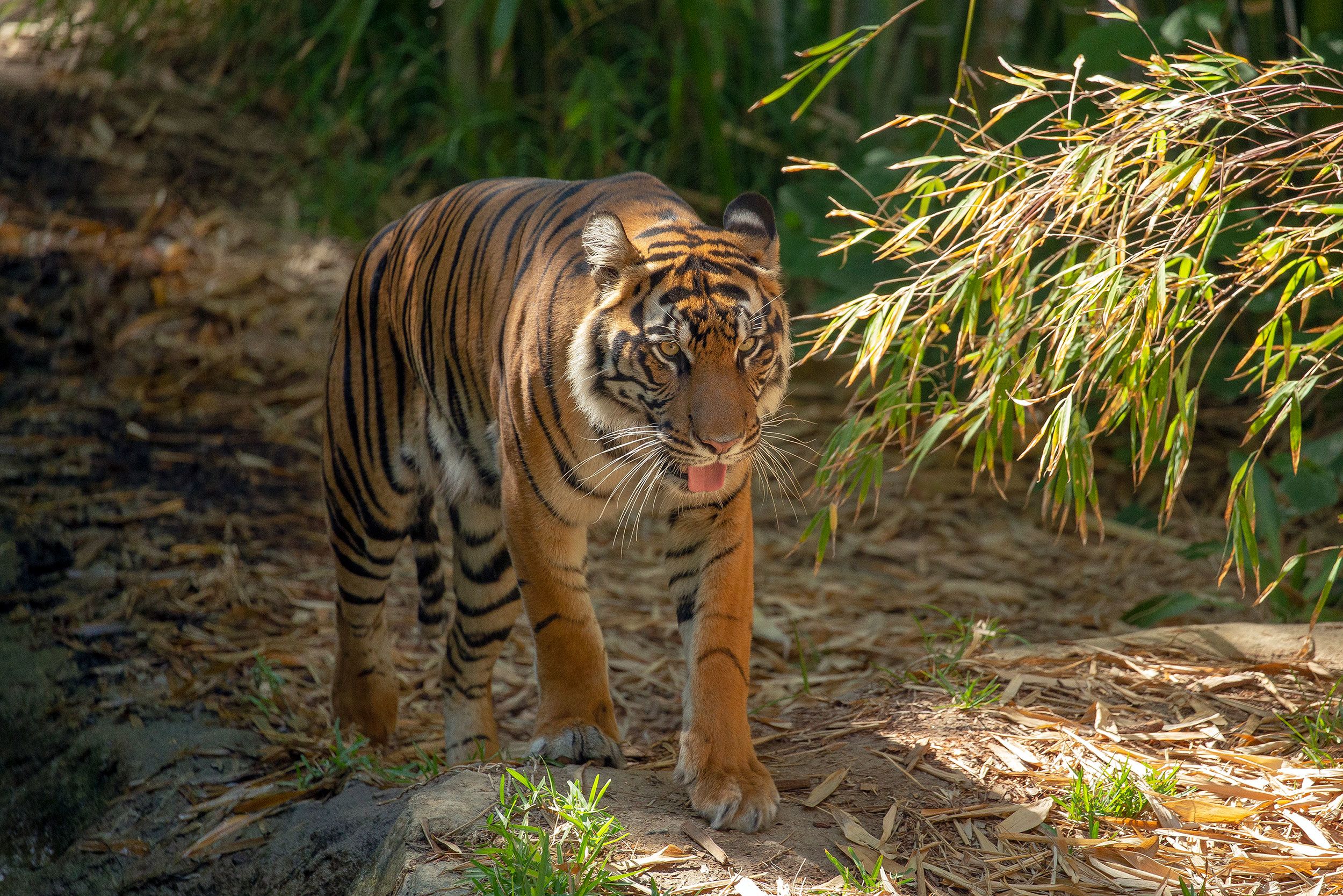 Tiger cub rescued in New Mexico finds new home in Colorado