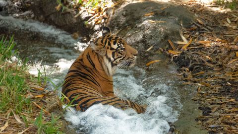 Watsa hopes the DNA detection methods she is developing with Rakan's help will improve tracking of tiger populations in the wild.
