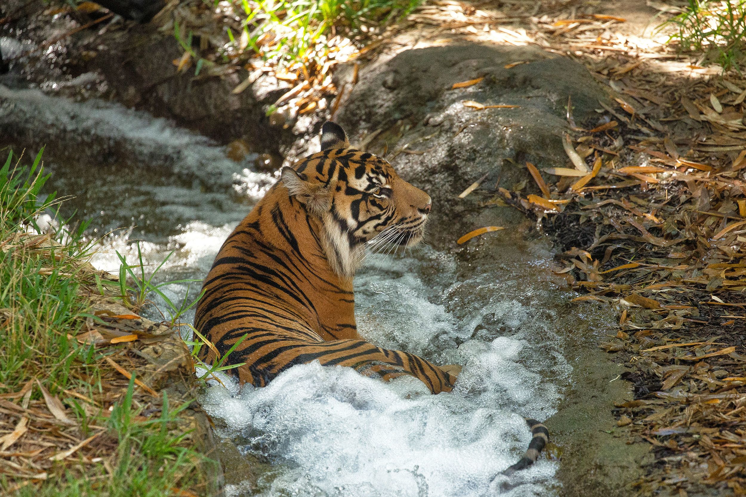 DNA samples of Bengal tigers polluted by genes of the Siberian Tiger