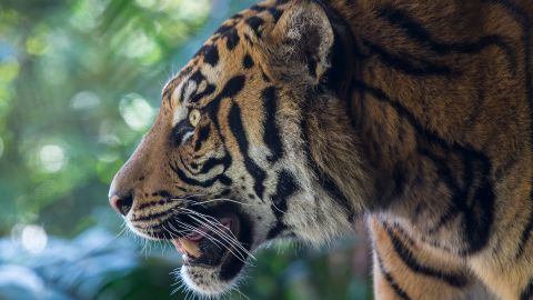The analysis of tiger DNA in soil samples can help forensics in the fight against illegal wildlife trade.