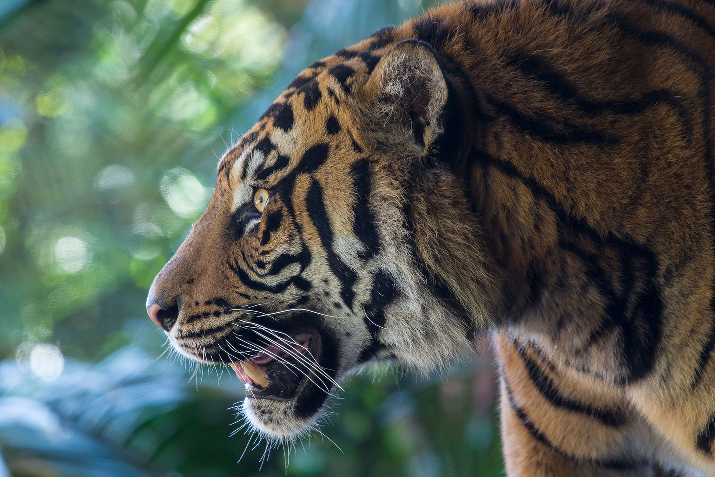 Tigers working to grow Spanish broadcasts