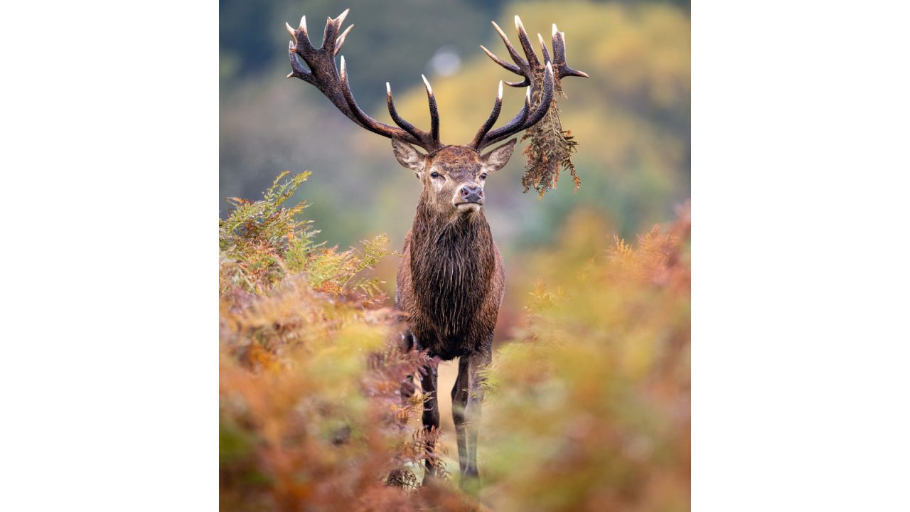 Joshua Copping captures a regal stag — with one antler adorned with hanging leaves —standing among the red and orange hues of autumnal vegetation in England.