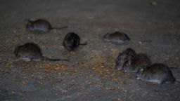 Rats are seen in a street of New York, United States on October 19, 2022. New government statistics show that there have been 71% more reports of rat sightings in the city overall since this time in 2020. There were almost 21,000 reports by the end of September. (Photo by Lokman Vural Elibol/Anadolu Agency via Getty Images)