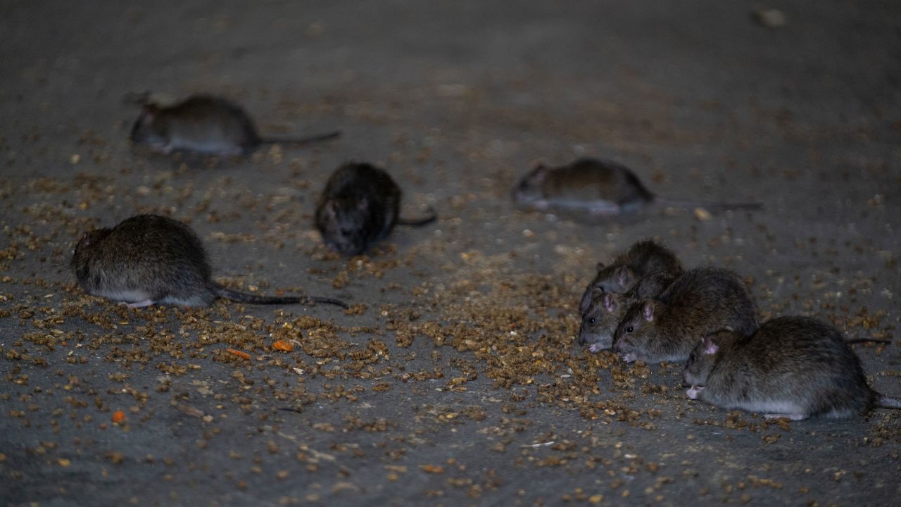 Rats are seen in a New York City street on October 19, 2022. 