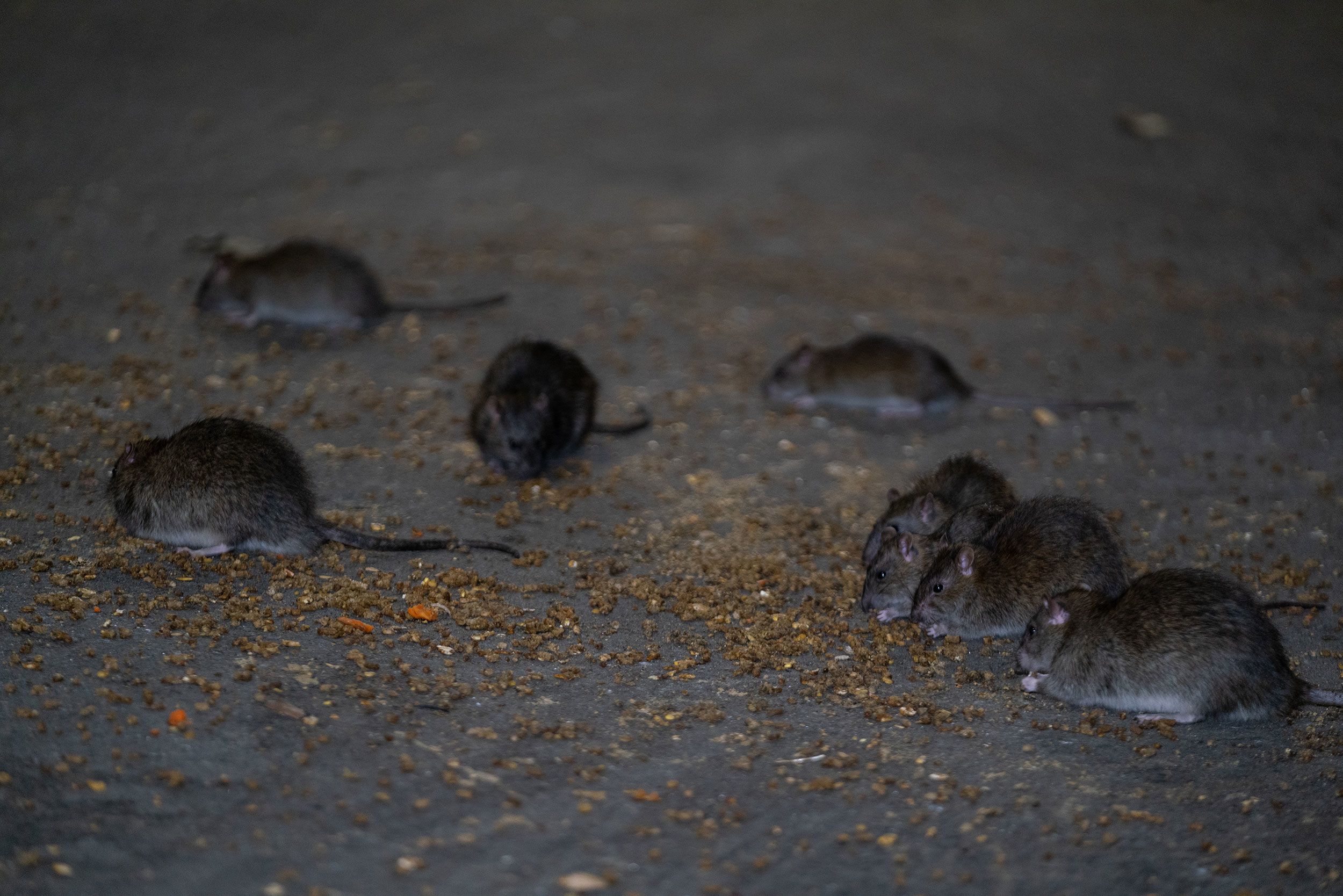 New York's Rats Have Already Won - The Atlantic