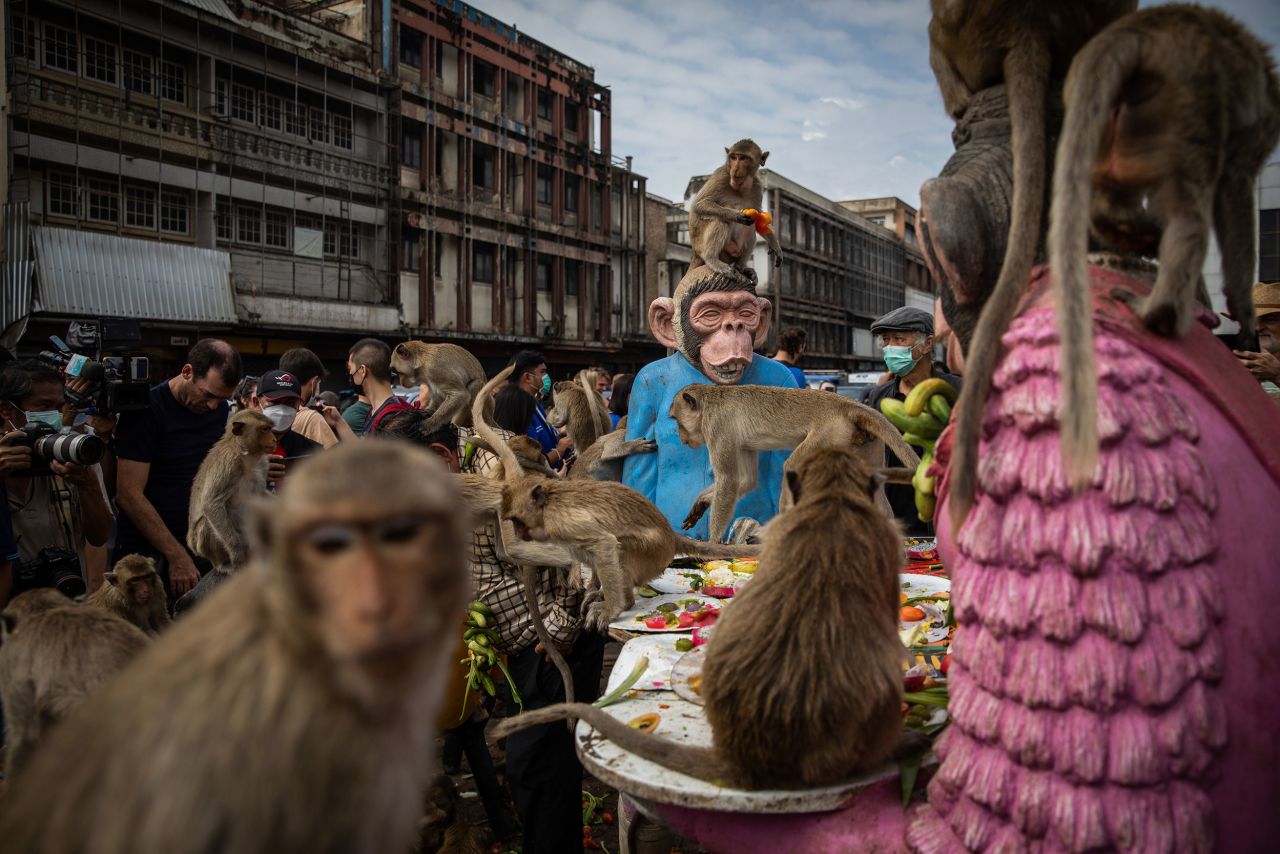 Monkeys feast on fruits and sweet snacks during the annual Lopburi Monkey Festival in Thailand on Sunday, November 27. Local residents and tourists provide a banquet every year to the thousands of long-tailed macaques that live in the province of Lopburi.