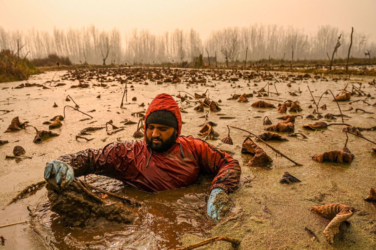 A Kashmiri farmer braves sub-zero temperatures to extract lotus stems from Anchar Lake in Srinagar, India, on Wednesday, November 30.