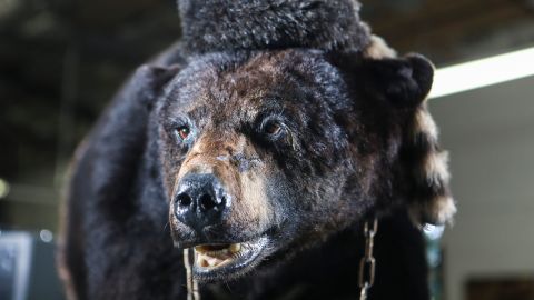 The Kentucky for Kentucky Fun Mall in Lexington claims to have the stuffed remains of the "Cocaine Bear" on display. Shown in March 4, 2020.