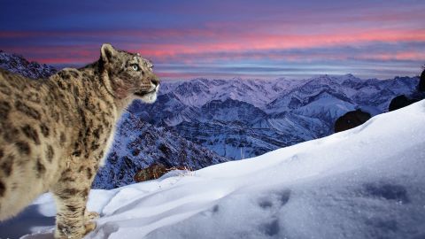 A snow leopard stands against the backdrop of the mountains of Ladakh in northern India.