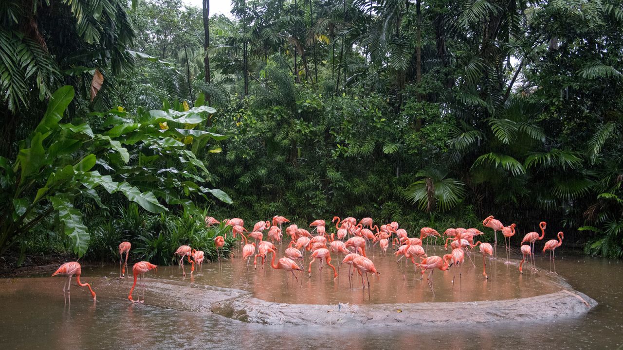 More than 3,500 birds call Jurong Bird Park home.