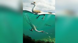 An artist's life reconstruction of the bird-like Cretaceous Period dinosaur Natovenator polydontus, which boasted a streamlined body resembling those of diving birds and lived about 72 million years ago in what is now the Gobi Desert of Mongolia. 
