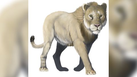 The American lion, otherwise known as Pathera atrox, was the largest extinct cat to live in North America during the last ice age, according to the National Park Service.