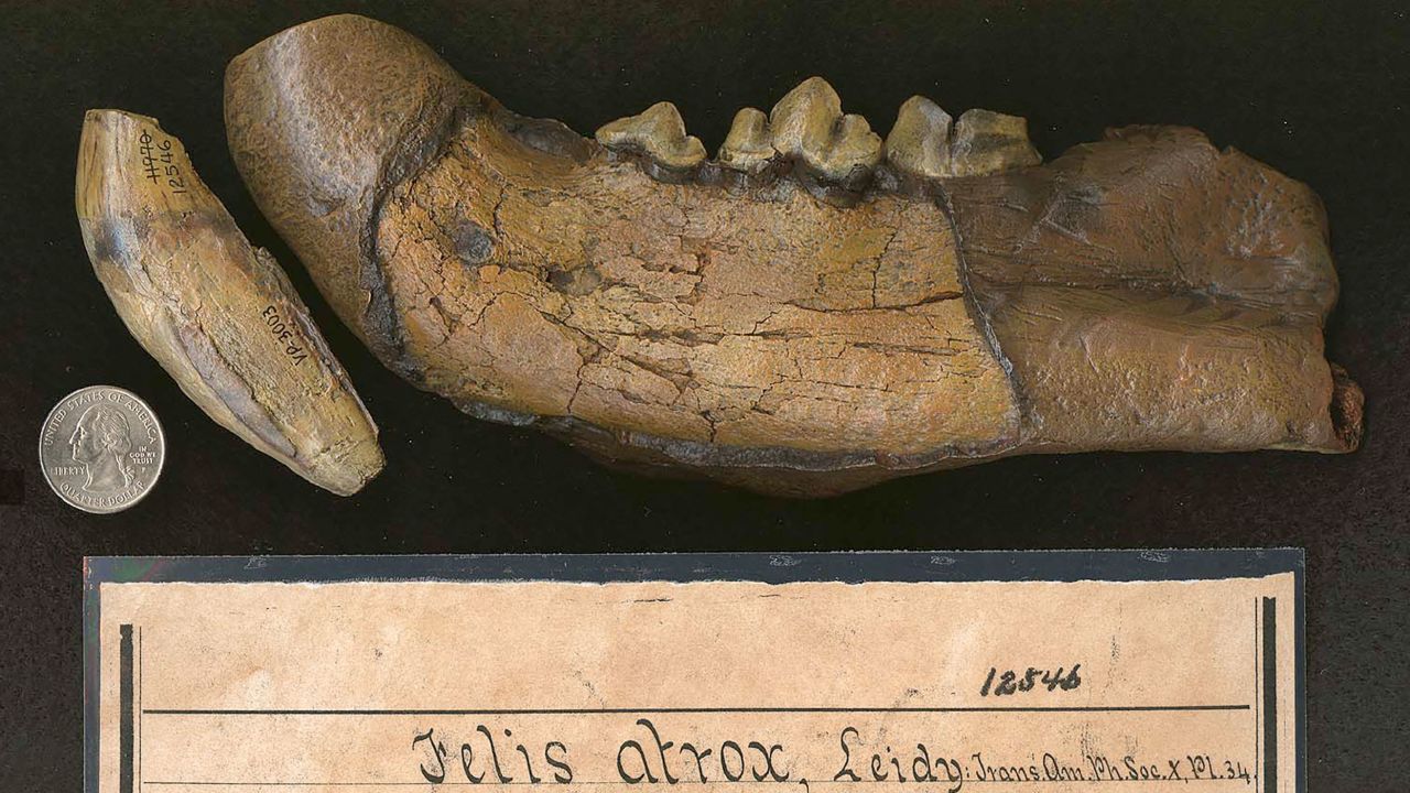 The first fossil of the American lion was a lower jawbone, found in Natchez, Mississippi, in 1836. It was identified nearly 20 years later by paleontologist Joseph Leidy.