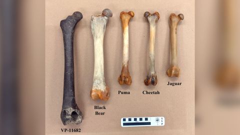 The American lion stood 4 feet tall at the shoulders and measured 5 to 8 feet in length. A femur from the species is the newest addition to the MMNS collection. It is pictured next to other femurs of predators commonly found today.