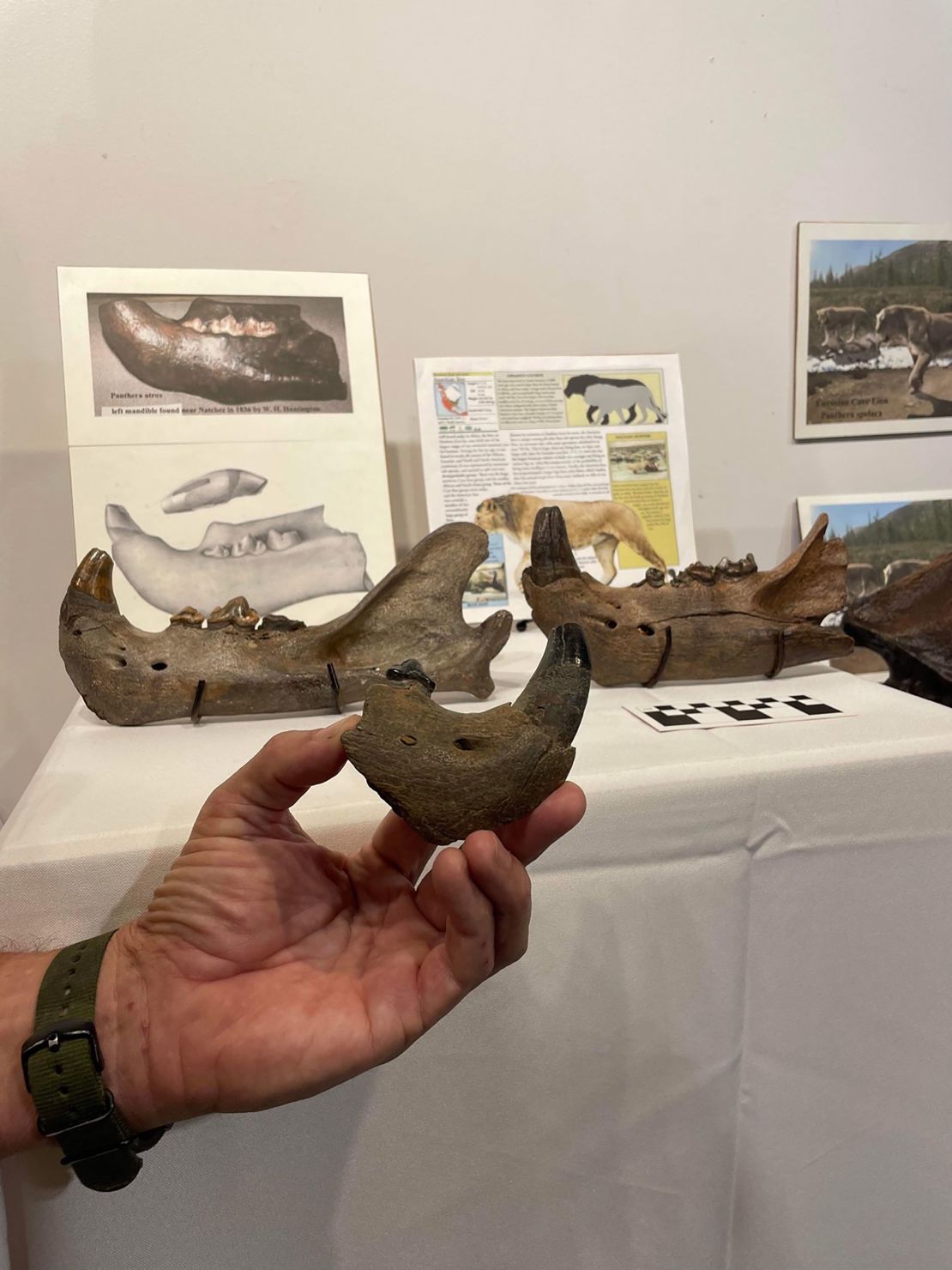 Rare American lion fossils discovered in Mississippi CNN