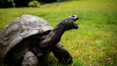 Jonathan, a Seychelles giant tortoise, pictured when he was still just 185, in St. Helena, a British Overseas Territory in the South Atlantic Ocean.