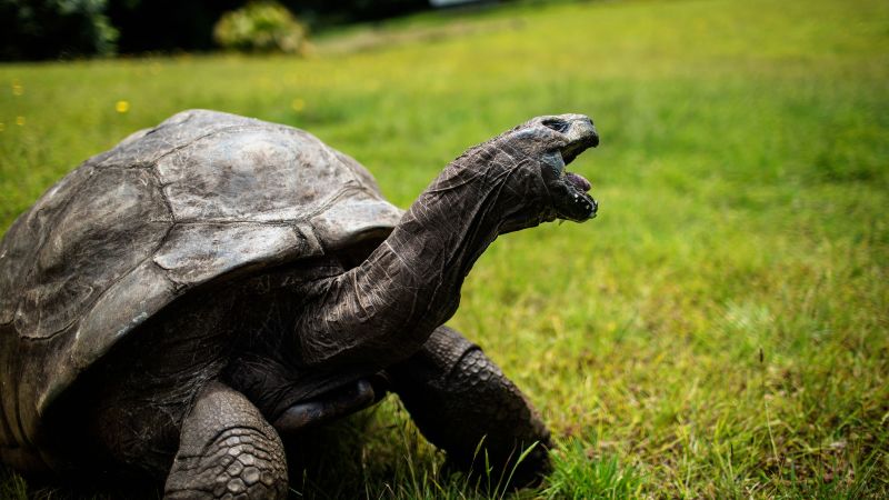 Jonathan the tortoise, world’s oldest land animal, celebrates his 190th birthday | CNN