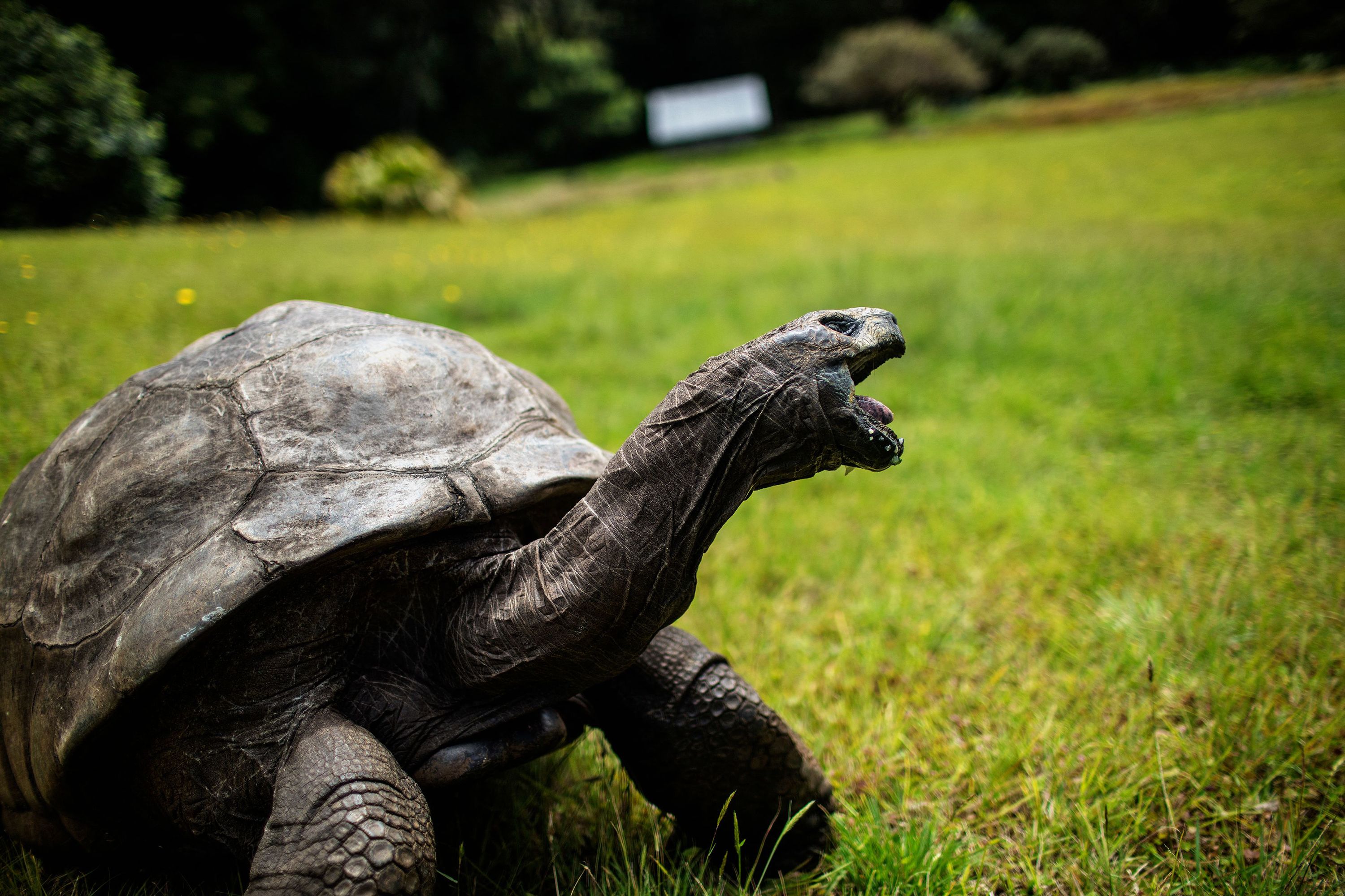 Jonathan the tortoise, world's oldest land animal, celebrates his 190th  birthday | CNN