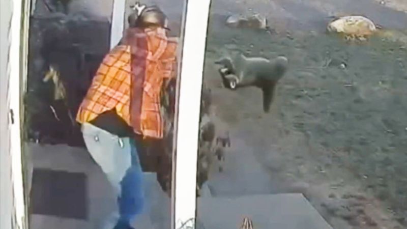 Watch mom save daughter from violent raccoon attack | CNN