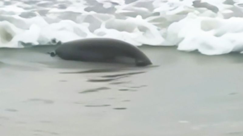 Video shows shocking scene as dead seals wash ashore in Russia | CNN