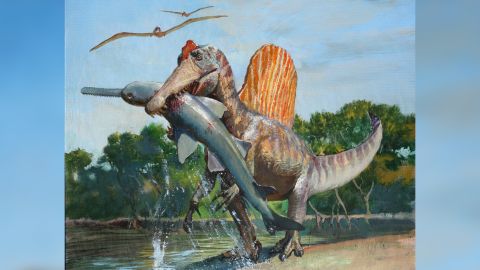 Spinosaurus was probably better adapted for hunting along coasts rather than diving underwater.