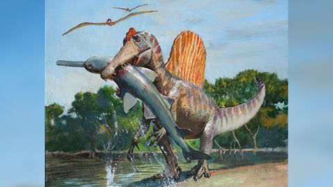 Spinosaurus muhtemelen su altında dalmaktansa kumsallarda avlanmaya daha iyi adapte olmuştu.