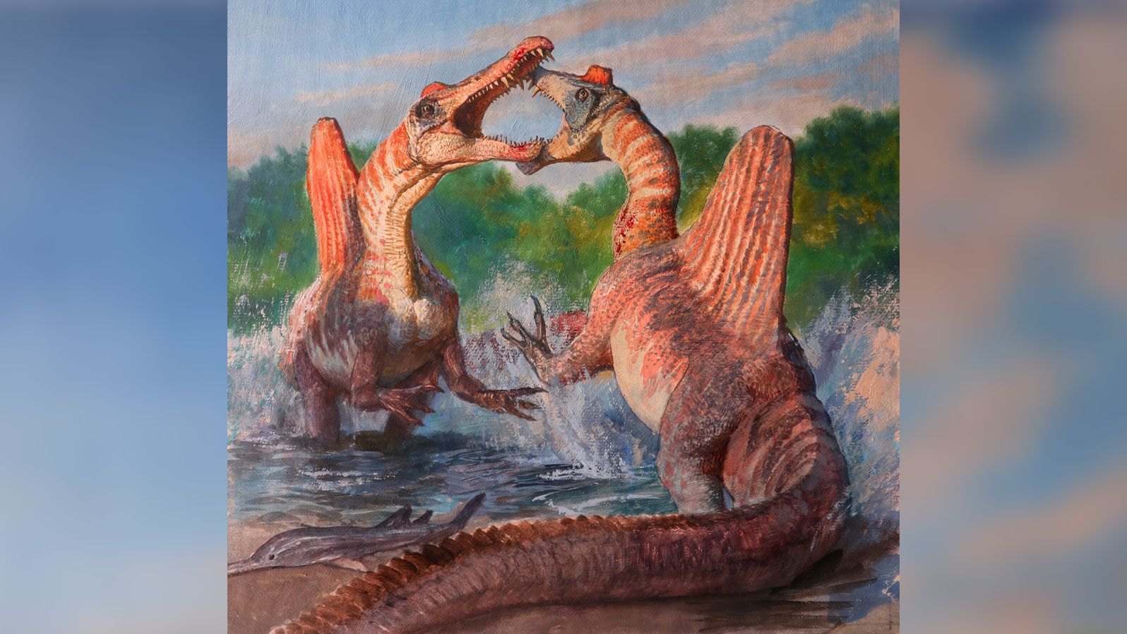 Spinosaurus stood on its hind legs and walked upright, new evidence has suggested. 