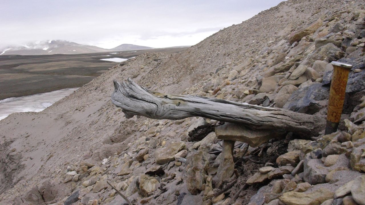 A 2 million-year-old trunk from a larch tree still stuck in the permafrost within the coastal deposits in northern Greenland. The tree was carried to the sea by the rivers that eroded the former forested landscape.
