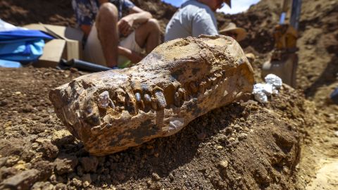 The 100-million-year-old plesiosaur skull found in Queensland, Australia.