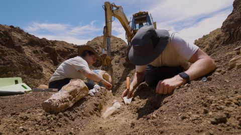 queensland plesiosaur skeleton thumb