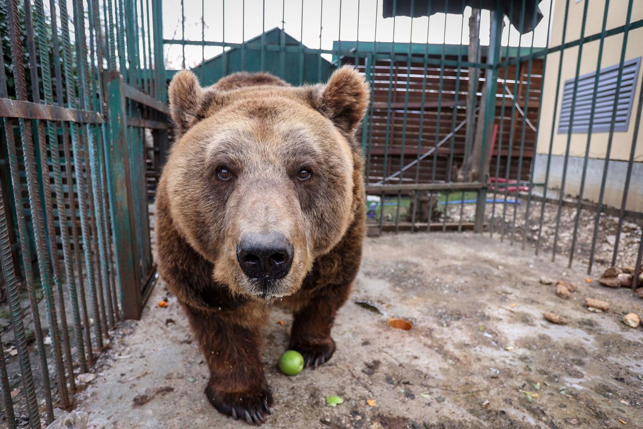 A brown bear named Mark walks inside his cage at a restaurant in Tirana, Albania, on Saturday, December 3. After living in the cage for more than two decades, Mark is <a href=