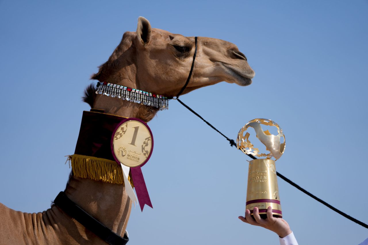 A first-prize trophy is shown off at the Mzayen World Cup, a camel pageant held in the Qatari desert, on Friday, December 2.