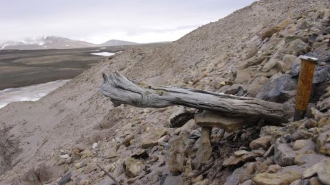 A two million- year-old trunk  from a larch tree still stuck in the permafrost within the coastal deposits. The tree was carried to the sea by the rivers that eroded the former forested landscape.  