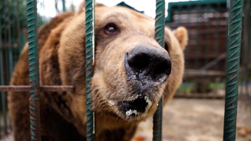 ‘Restaurant bear’ in Albania freed, non-profit says | CNN