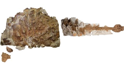 O fóssil contém a cabeça, o corpo e a cauda do dinossauro.