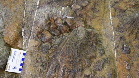 The injured limb, which has healed over time, can be seen on the right side of the fossil.