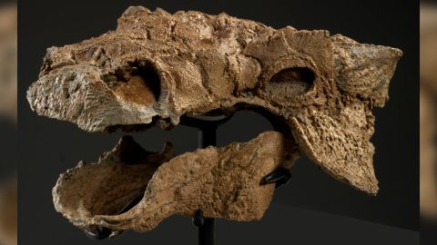 L'un des premiers fragments du fossile découvert fut le crâne d'Ankylosaurus.